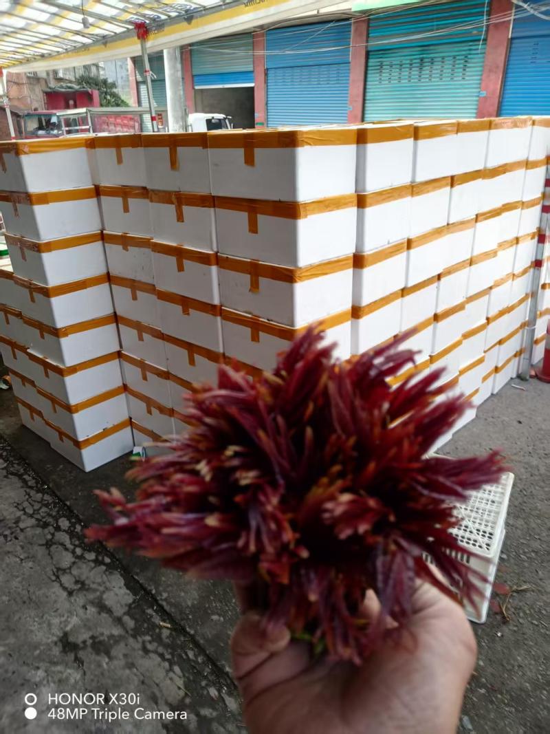 香椿芽