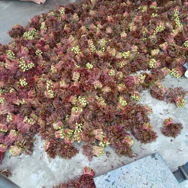 香椿芽