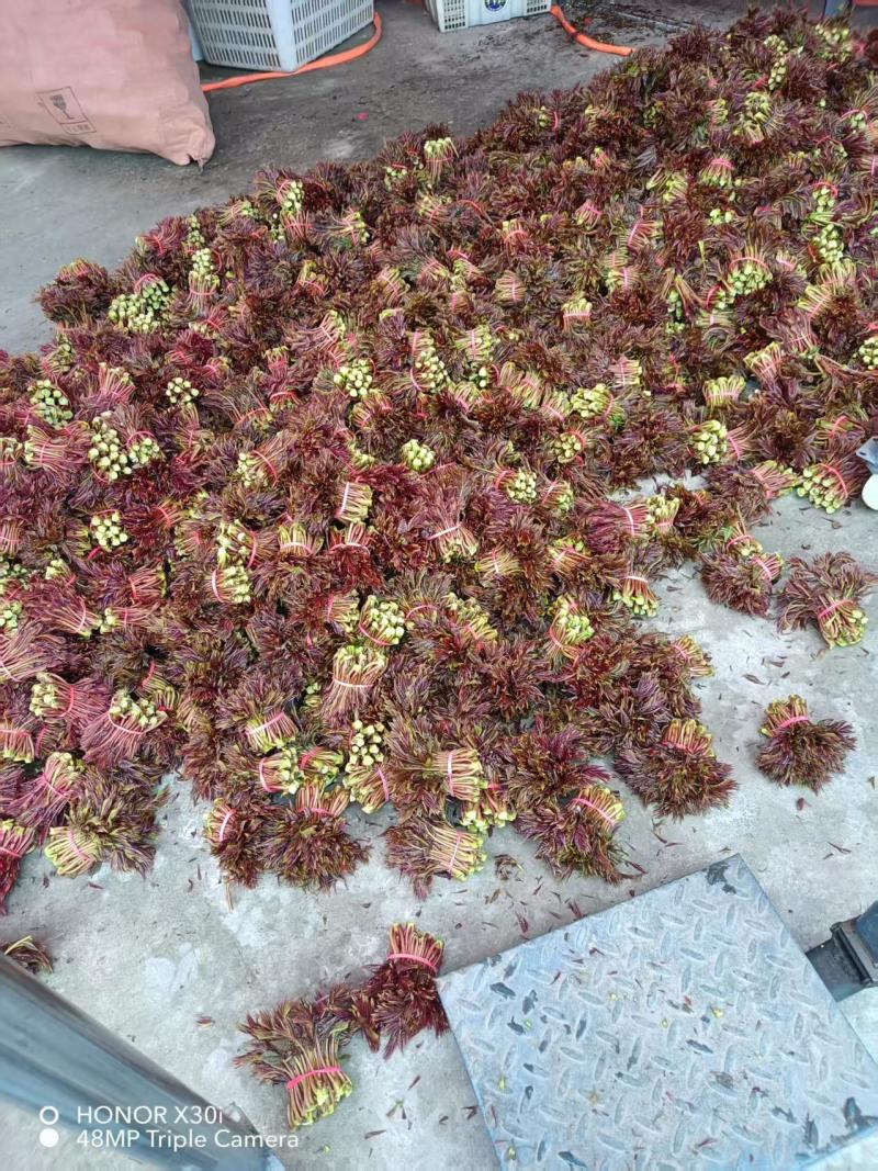 香椿芽