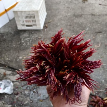 香椿芽