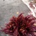 香椿芽