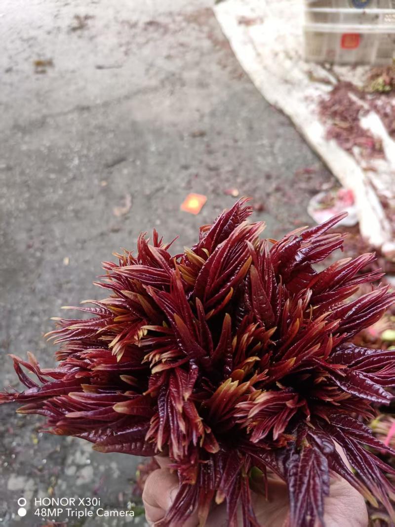 香椿芽