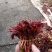 香椿芽