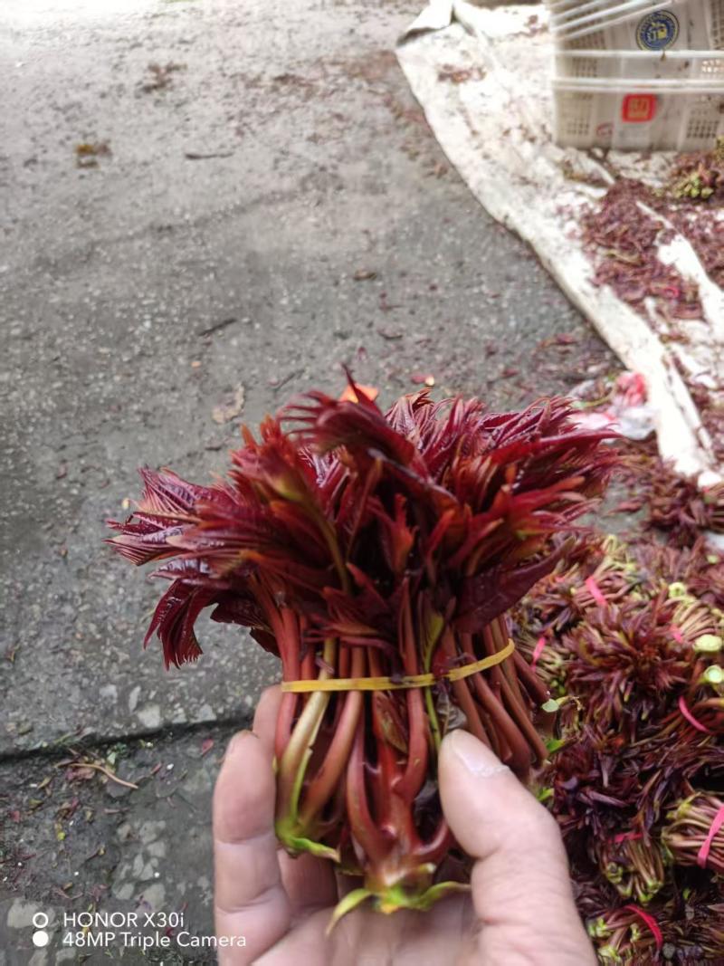 香椿芽
