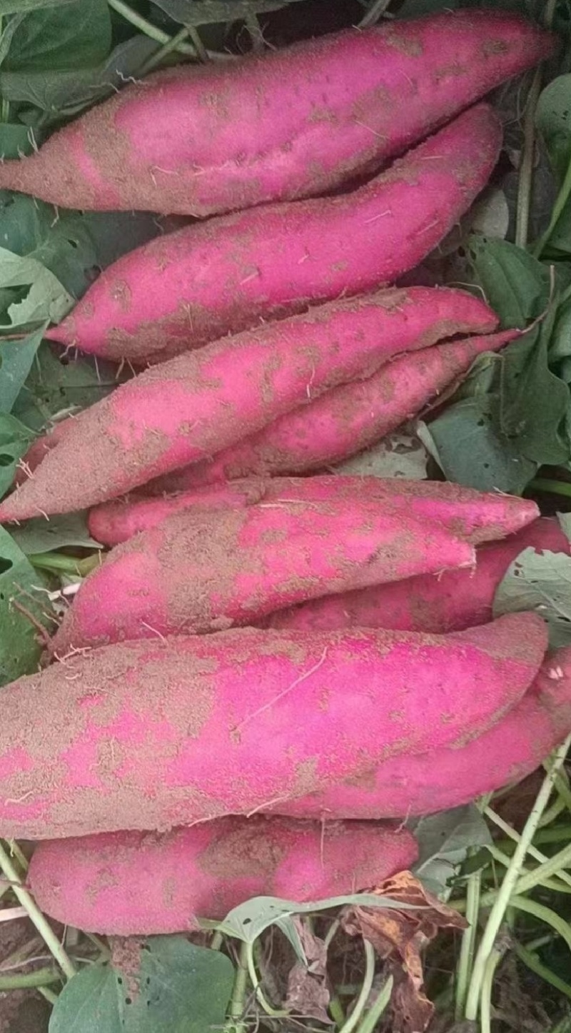 西瓜红蜜薯，广东遂溪县产地直发，大量出货，诚信经营