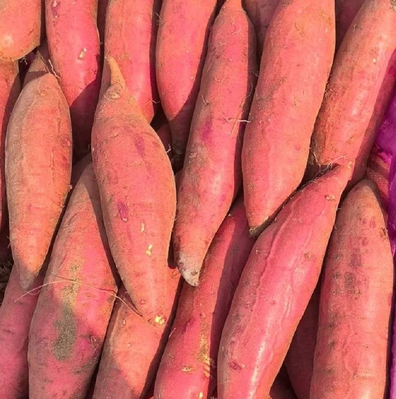 西瓜红蜜薯，广东遂溪县产地直发，大量出货，诚信经营