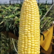 太阳花甜玉米，广东湛江徐闻，产地直发，大量出货，诚信经营