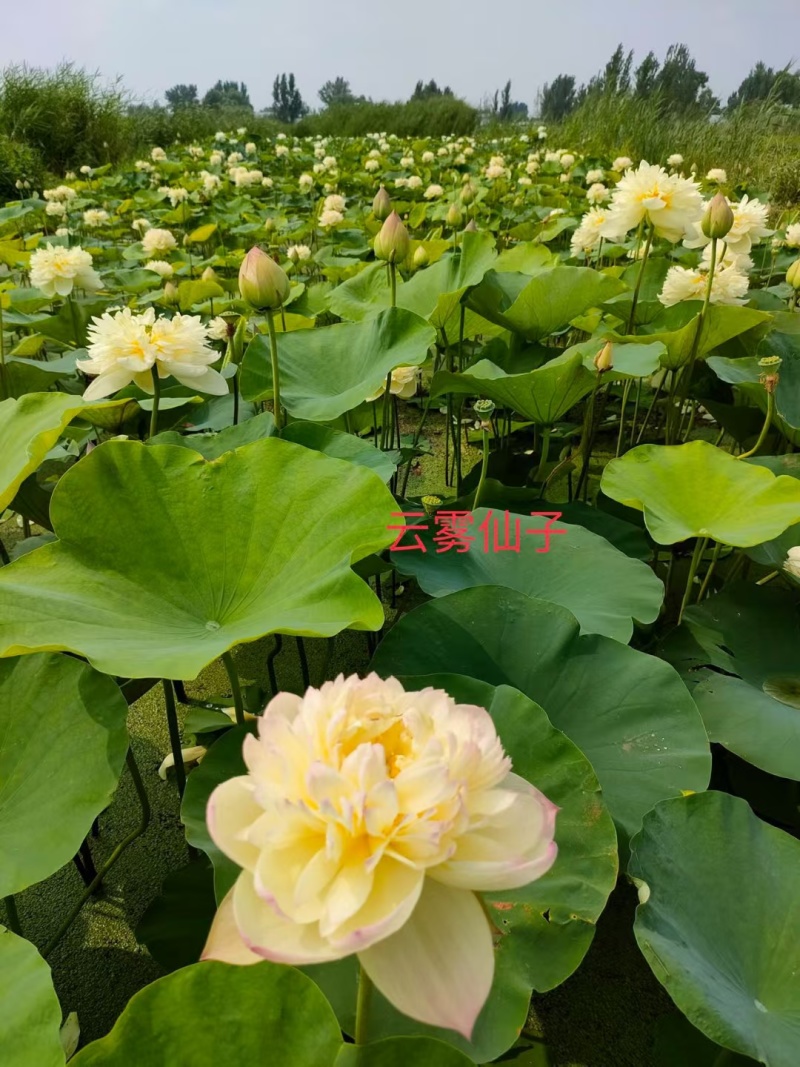 2026新品种上市精品荷花苗