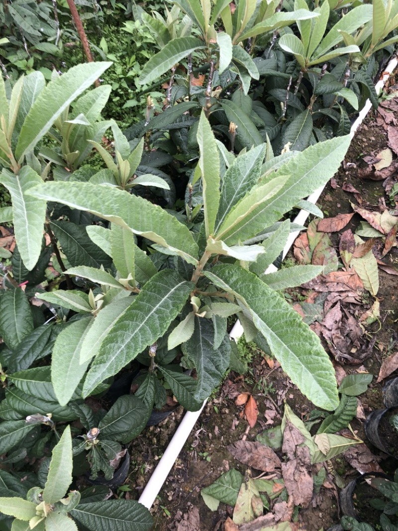 新白七号枇杷苗