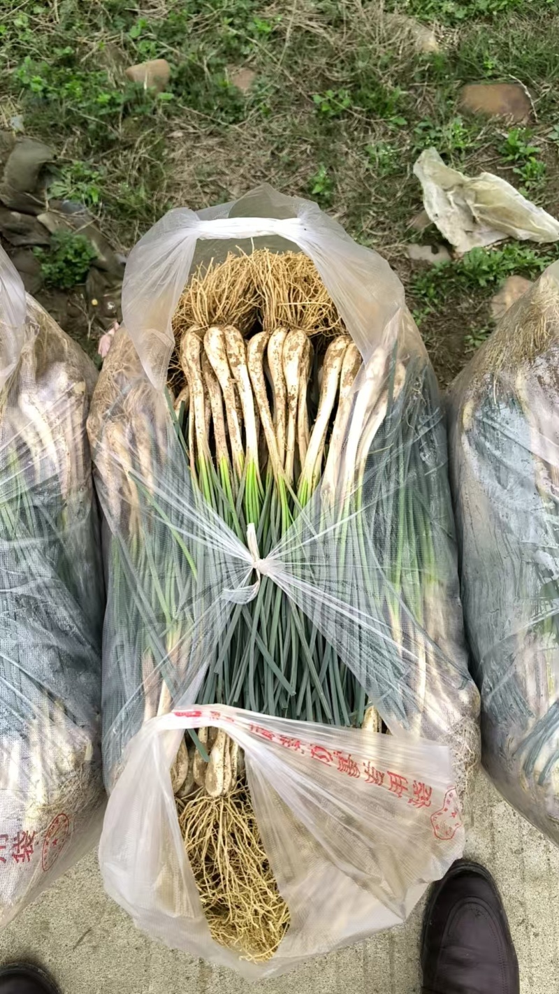 荞头