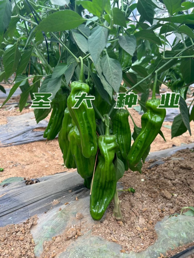 山东寿光皱皮椒苗大果薄皮皱椒四季可种质量保障诚信为本
