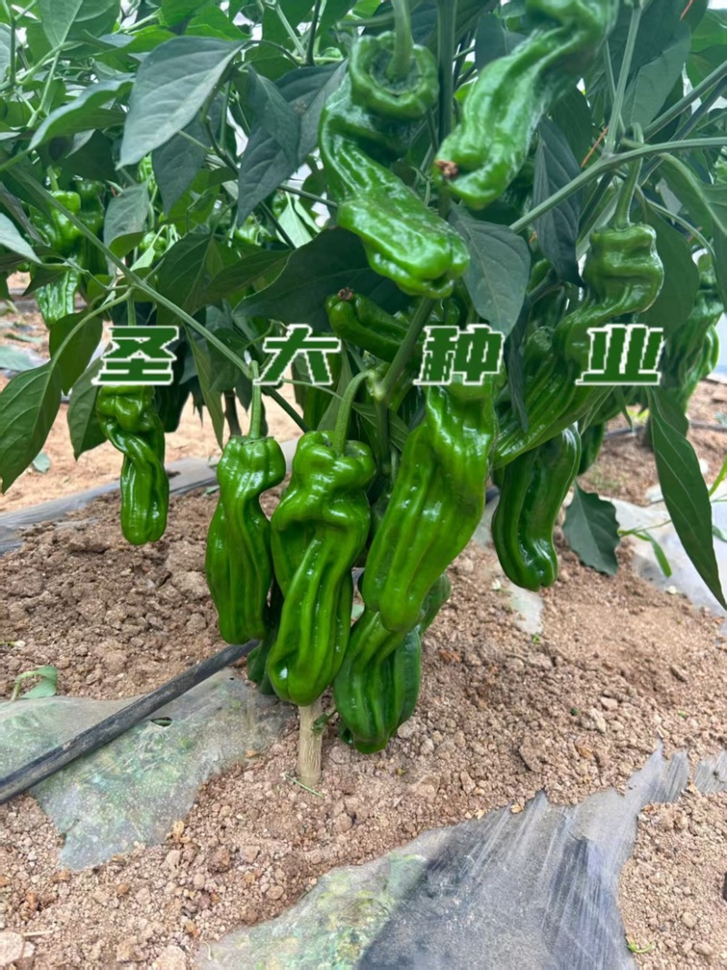 山东寿光皱皮椒苗大果薄皮皱椒四季可种质量保障诚信为本