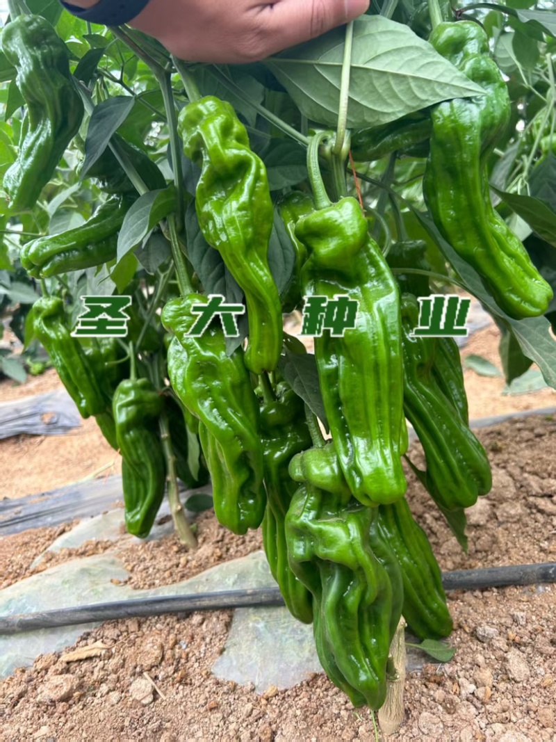 山东寿光皱皮椒苗大果薄皮皱椒四季可种质量保障诚信为本