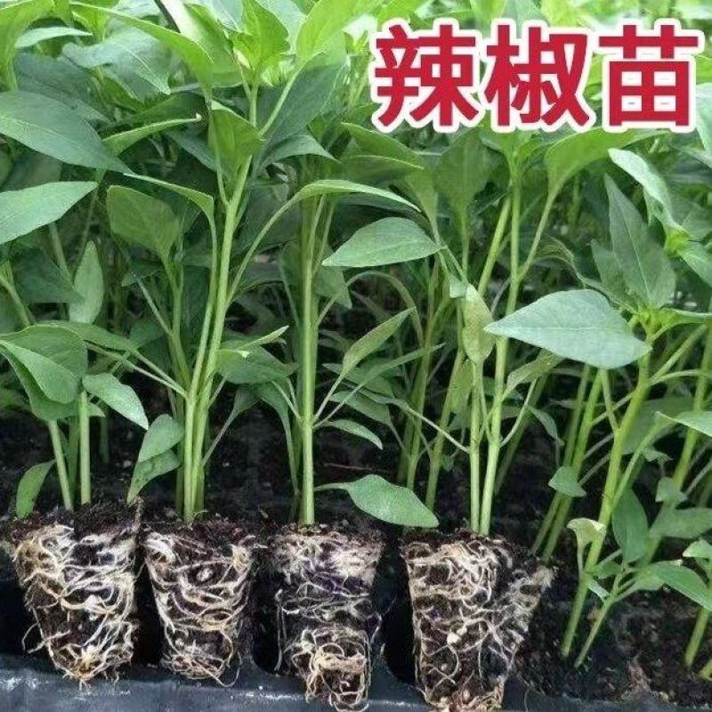 辣椒苗辣椒秧苗螺丝椒灯笼椒长线椒朝天椒薄皮椒