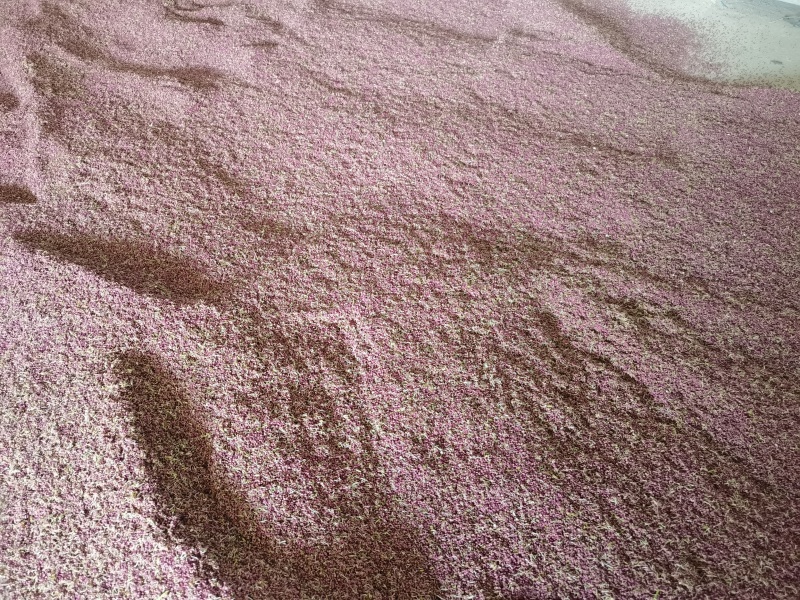 河北赵县润栢梨花粉