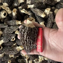 基地直发羊肚菌大量现货26年新货烘干人工筛选