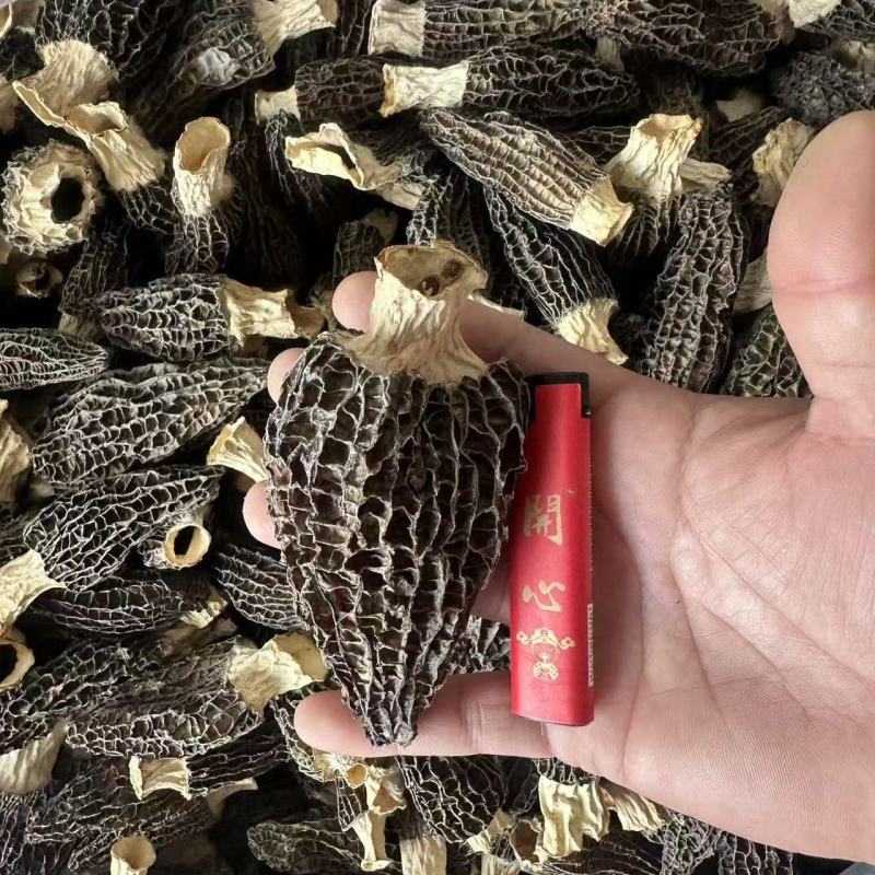 基地直发羊肚菌大量现货26年新货烘干人工筛选