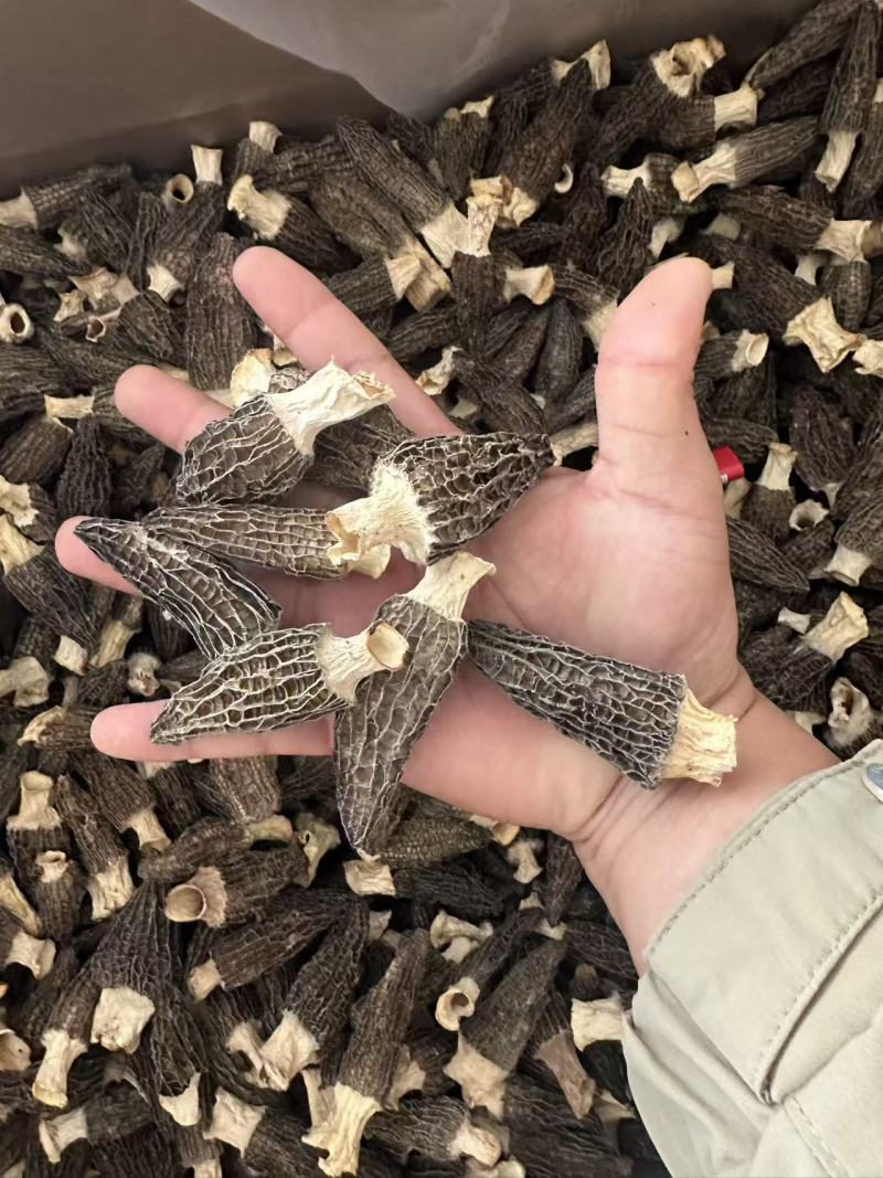 基地直发羊肚菌大量现货26年新货烘干人工筛选