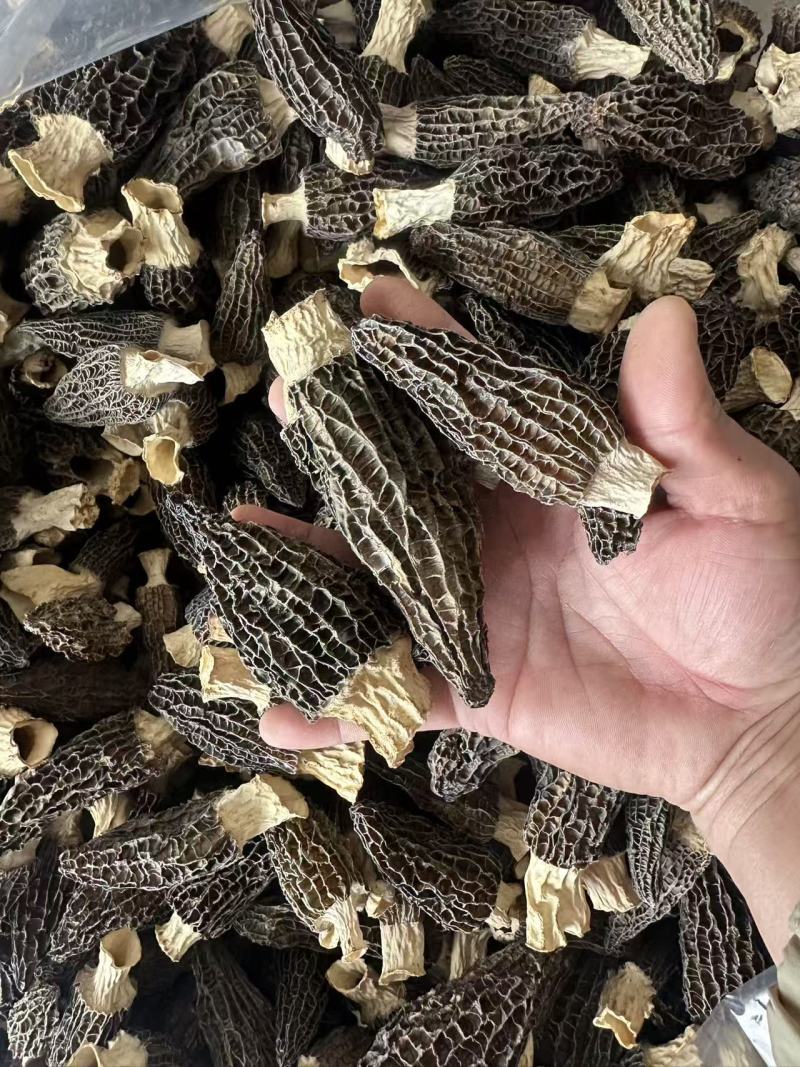 基地直发羊肚菌大量现货26年新货烘干人工筛选