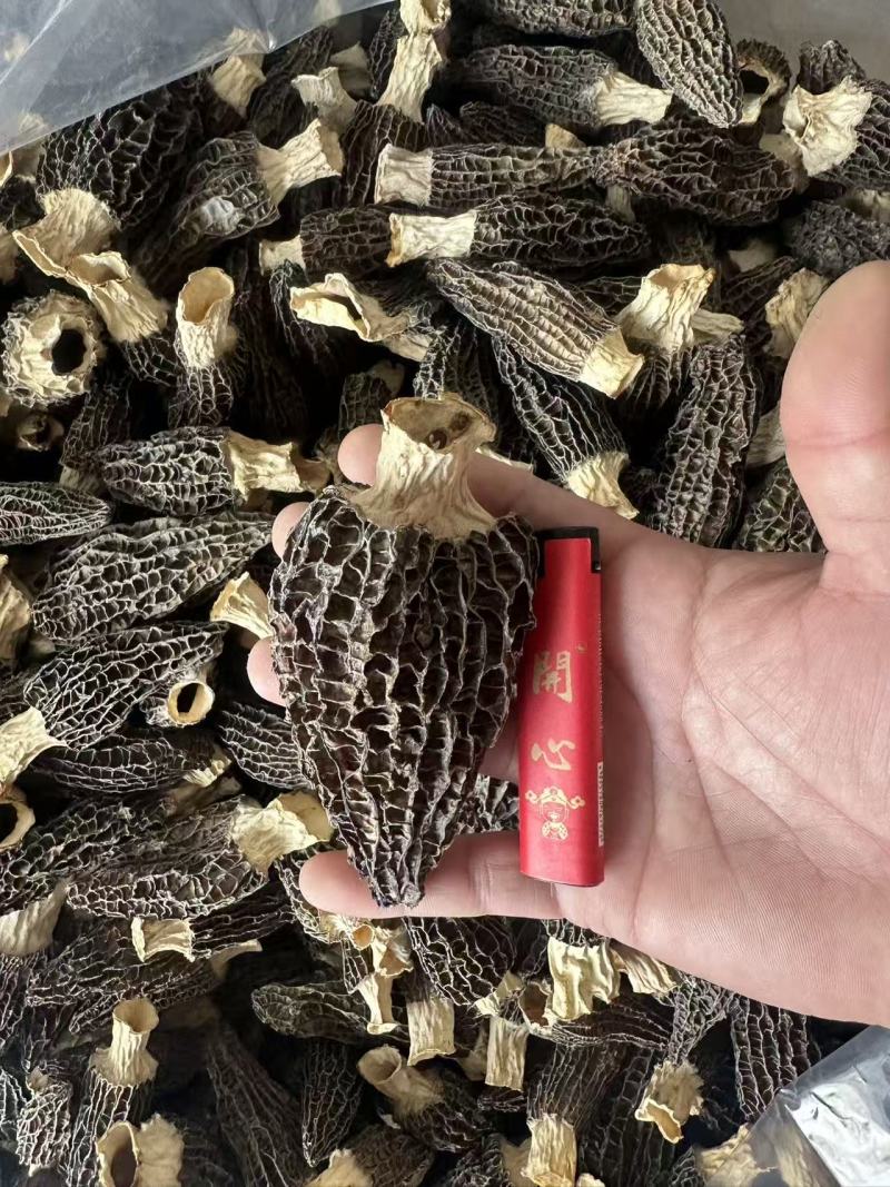 基地直发羊肚菌大量现货26年新货烘干人工筛选