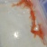 精品普身蝴蝶鲤贵妃蝴蝶鲤白金龙凤红蝴蝶圆鳍顺背满臀耐活