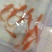 精品普身蝴蝶鲤贵妃蝴蝶鲤白金龙凤红蝴蝶圆鳍顺背满臀耐活
