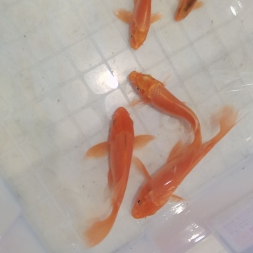 精品普身蝴蝶鲤贵妃蝴蝶鲤白金龙凤红蝴蝶圆鳍顺背满臀耐活