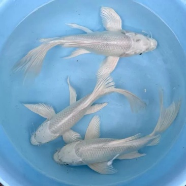 普身精品白金鱼锦鲤蝴蝶鲤鱼鱼苗长尾好养活体冷水观赏鱼