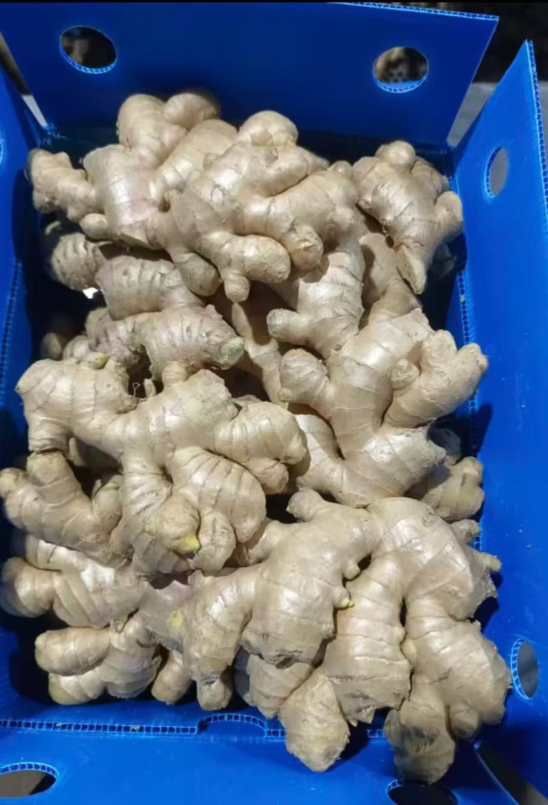 出口生姜基地，专业做出口贸易中东/欧美饿罗斯/手续齐全