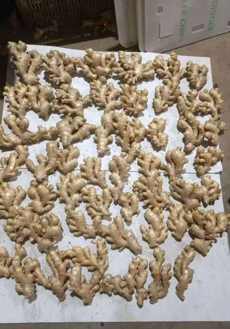 出口生姜基地，专业做出口贸易中东/欧美饿罗斯/手续齐全
