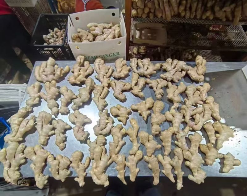 出口生姜基地，专业做出口贸易中东/欧美饿罗斯/手续齐全