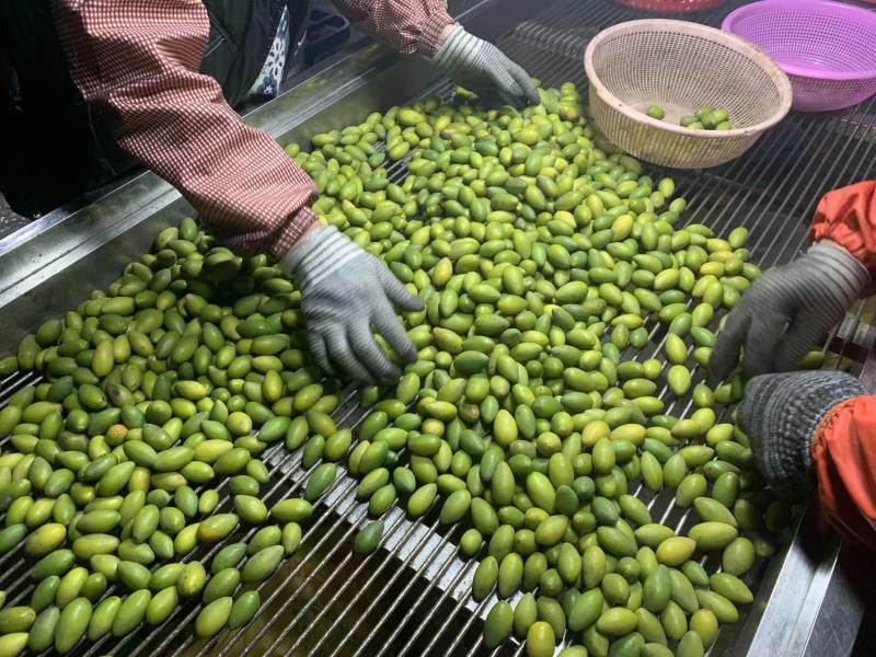 福建闽清闽江河畔青橄榄2号支持到场验货量大优惠