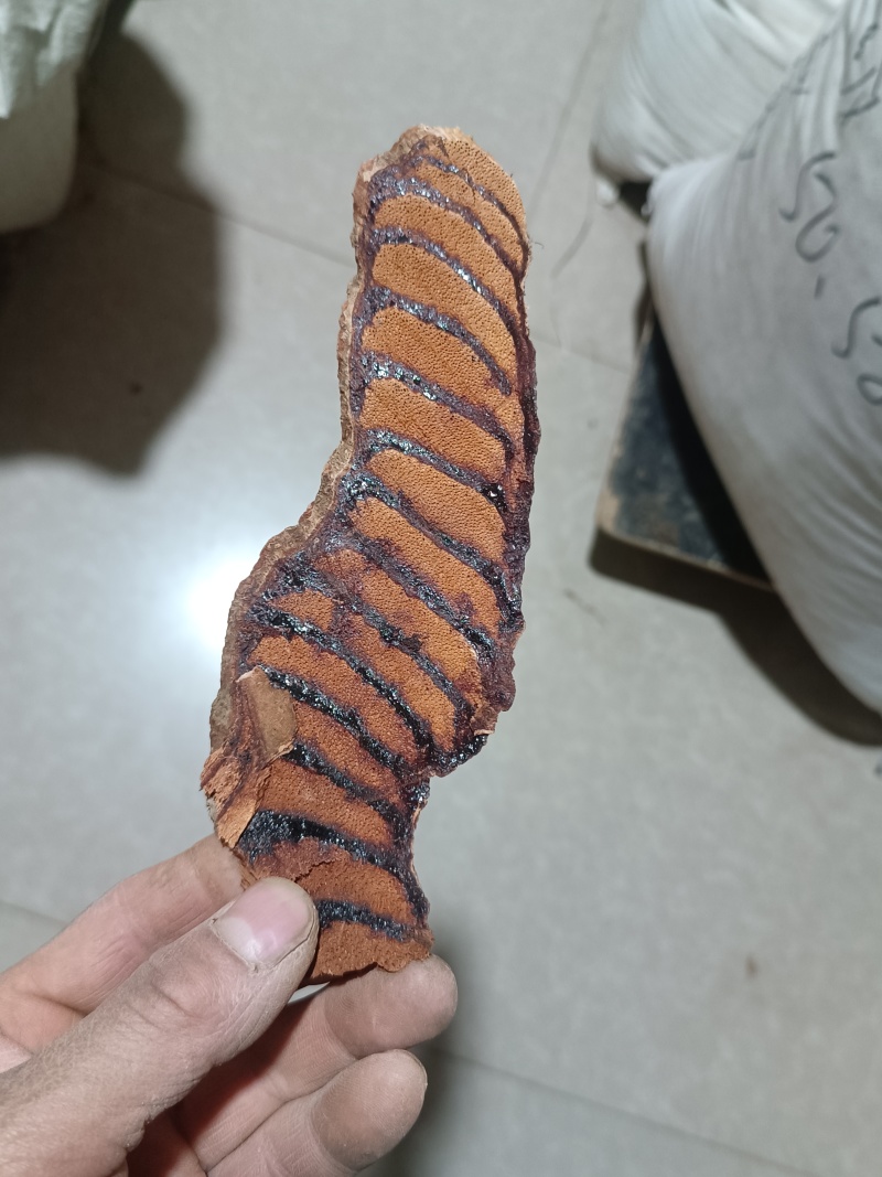 野生鸡血藤年份老藤大片