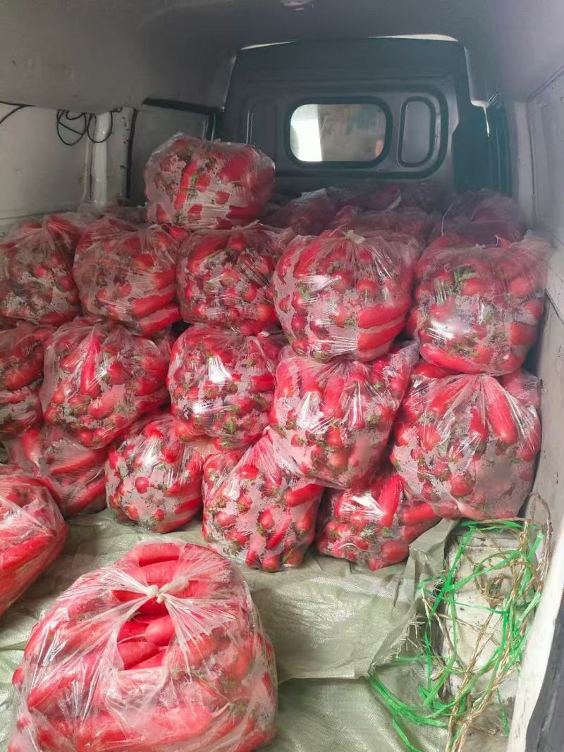 山东红皮水萝卜，新鲜萝卜大量上市产地现挖现发可对接酱菜厂