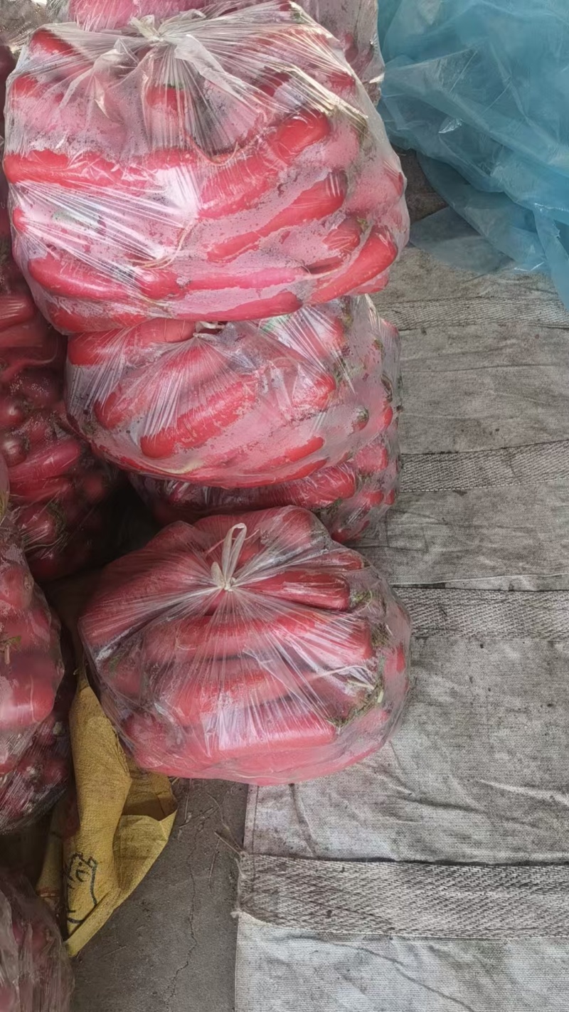 山东红皮水萝卜，新鲜萝卜大量上市产地现挖现发可对接酱菜厂