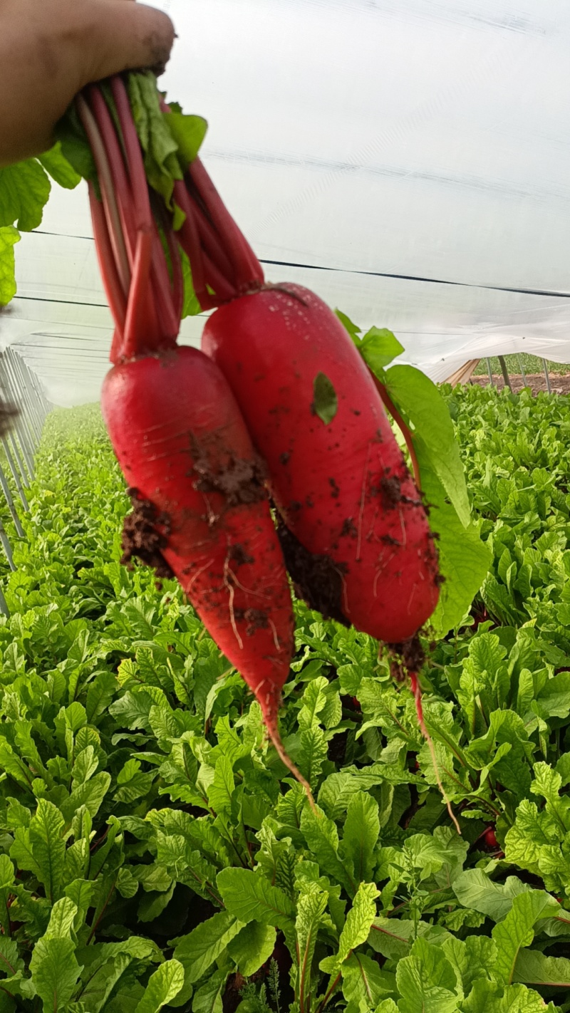 山东红皮水萝卜，新鲜萝卜大量上市产地现挖现发可对接酱菜厂