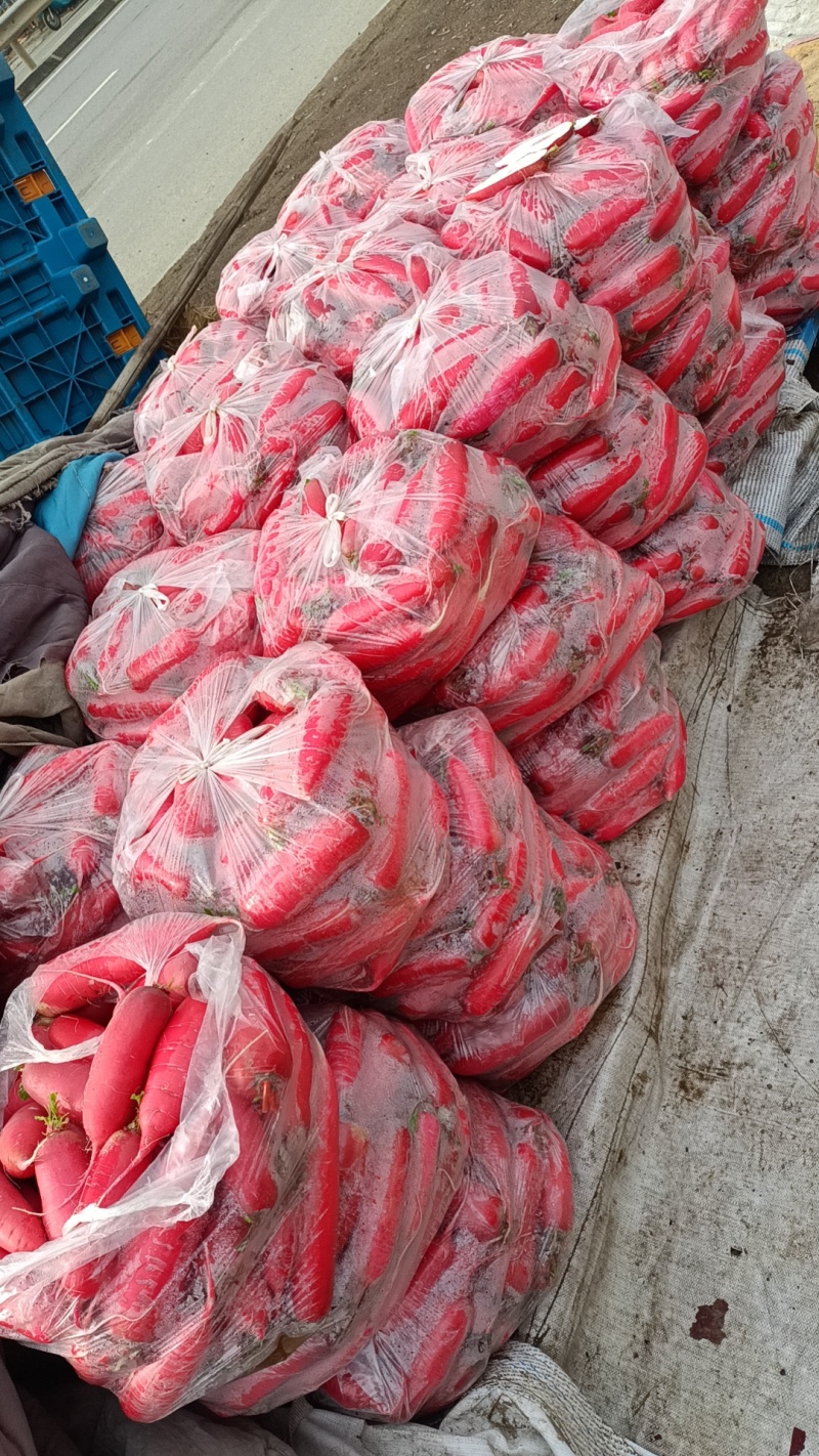 山东红皮水萝卜，新鲜萝卜大量上市产地现挖现发可对接酱菜厂