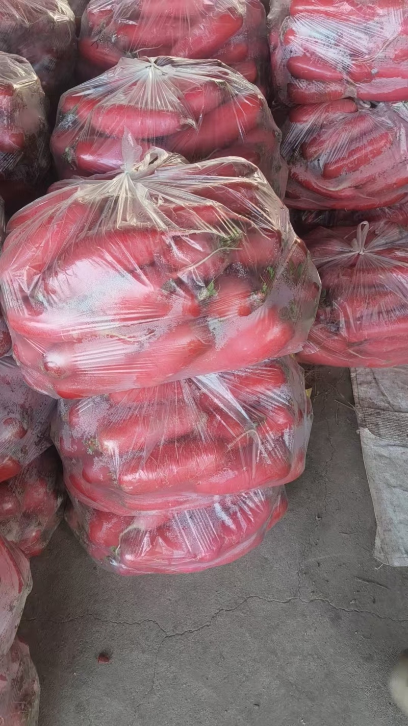 山东红皮水萝卜，新鲜萝卜大量上市产地现挖现发可对接酱菜厂