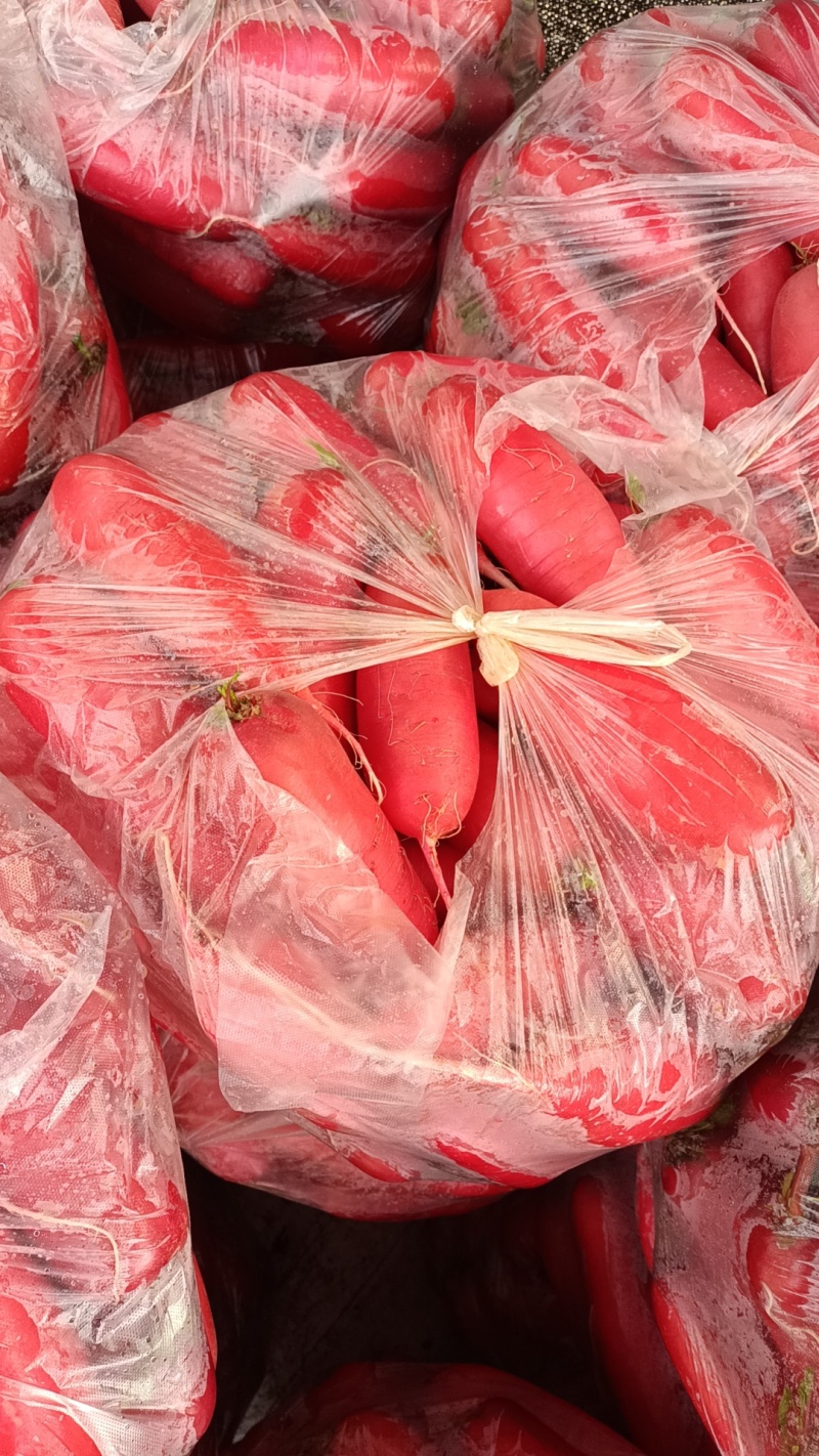 山东红皮水萝卜，新鲜萝卜大量上市产地现挖现发可对接酱菜厂