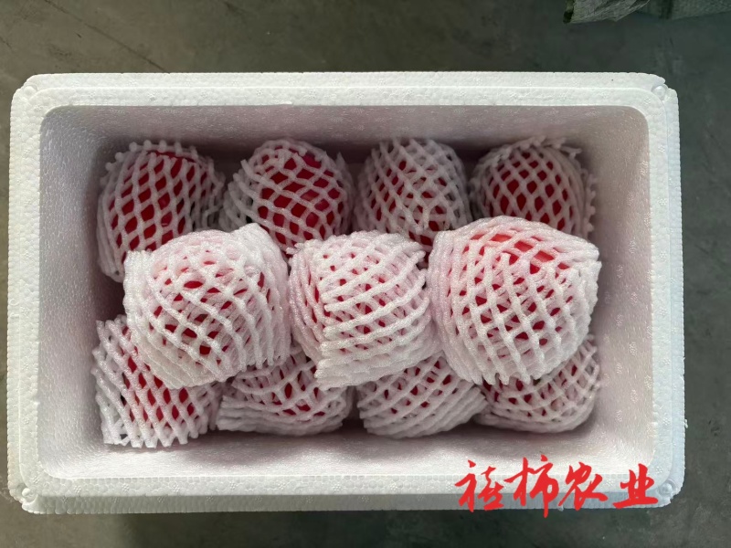 寿光现摘现发口感番茄，欢迎来实地考察
