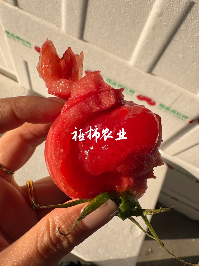 寿光现摘现发口感番茄，欢迎来实地考察