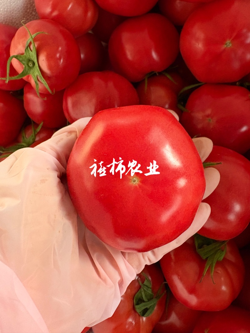 寿光现摘现发口感番茄，欢迎来实地考察