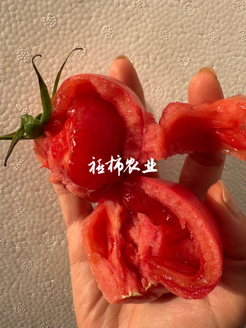 寿光现摘现发口感番茄，欢迎来实地考察