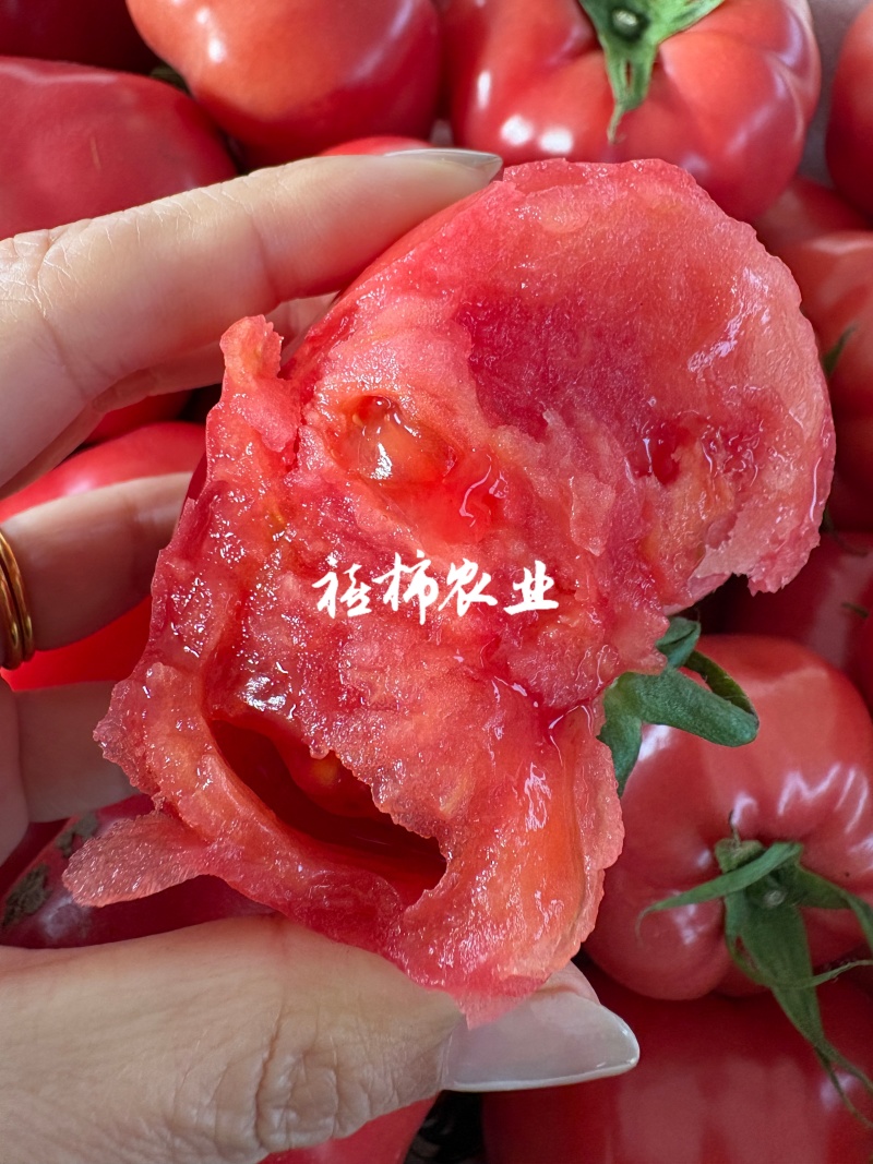 寿光现摘现发口感番茄，欢迎来实地考察