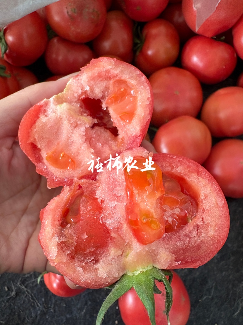 寿光现摘现发口感番茄，欢迎来实地考察