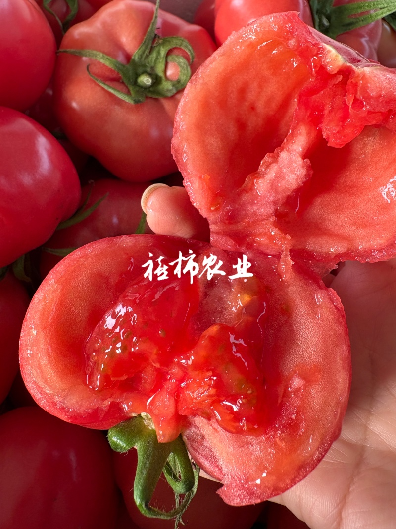 寿光现摘现发口感番茄，欢迎来实地考察