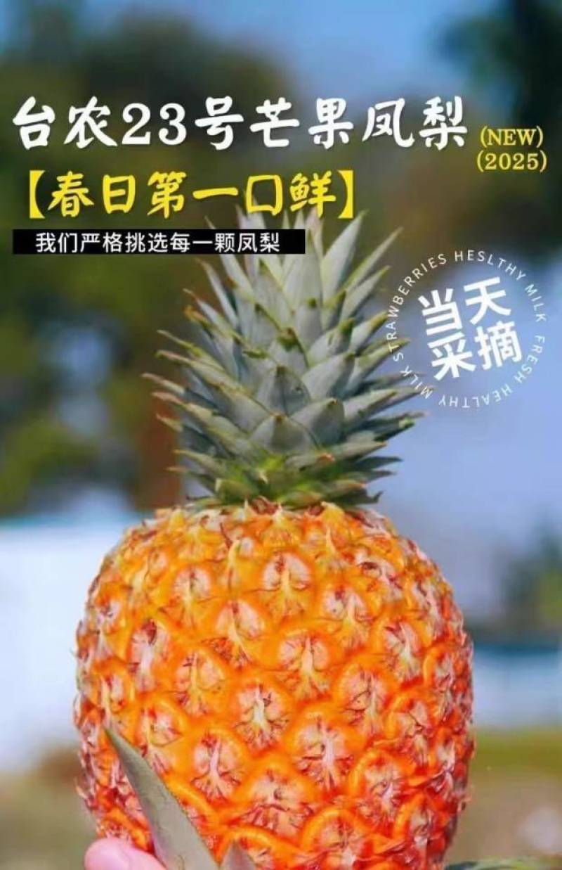 海南芒果凤梨一件代发产地直发一手货源对接各大电商平台