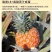 海南芒果凤梨一件代发产地直发一手货源对接各大电商平台
