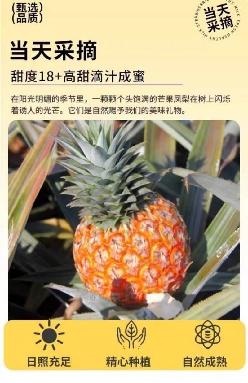 海南芒果凤梨一件代发产地直发一手货源对接各大电商平台