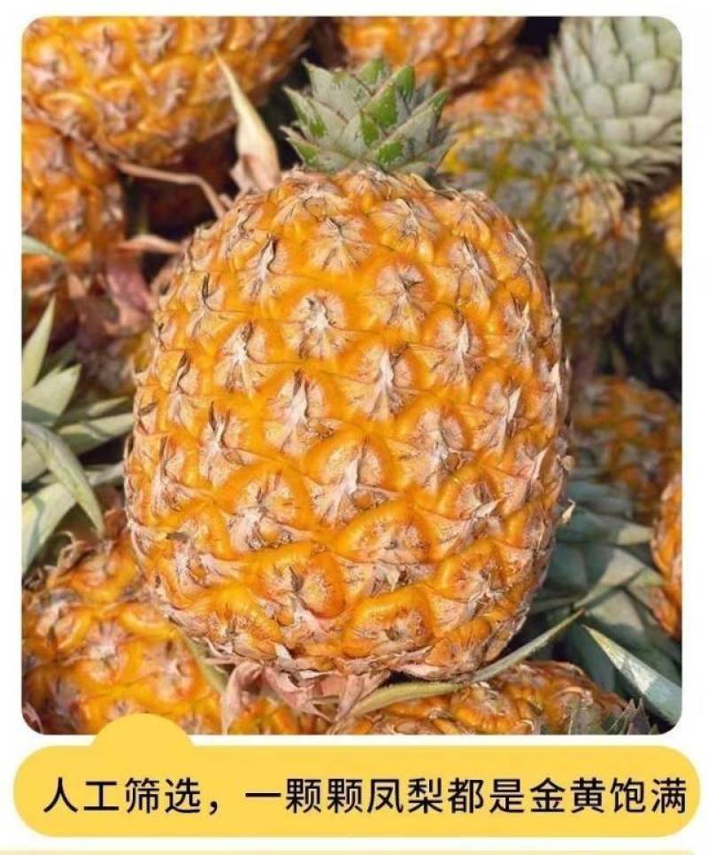海南芒果凤梨一件代发产地直发一手货源对接各大电商平台
